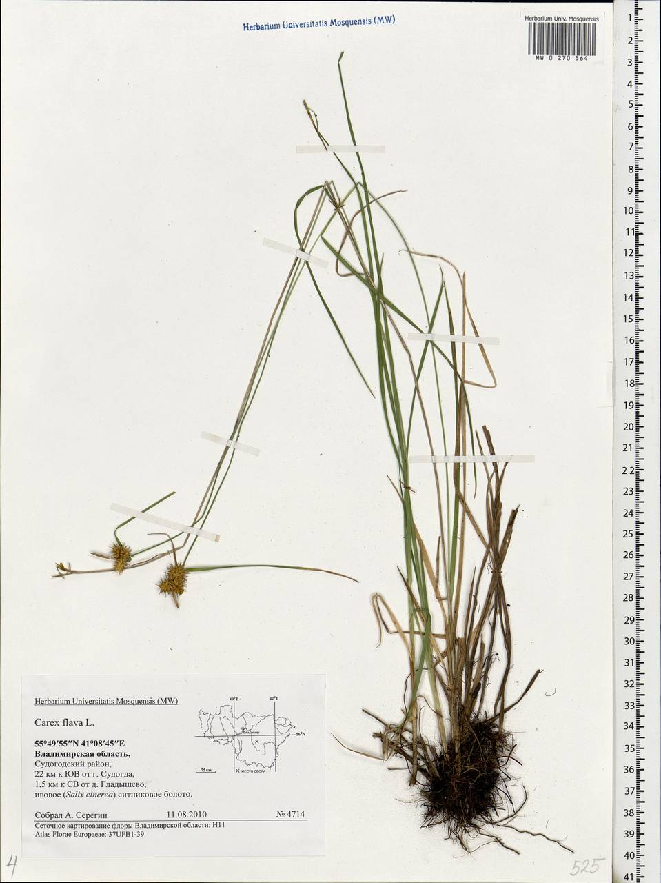Carex flava L., Eastern Europe, Central region (E4) (Russia)