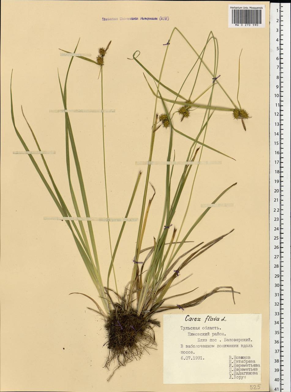 Carex flava L., Eastern Europe, Central region (E4) (Russia)