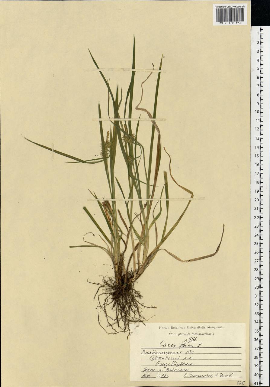 Carex flava L., Eastern Europe, Central region (E4) (Russia)