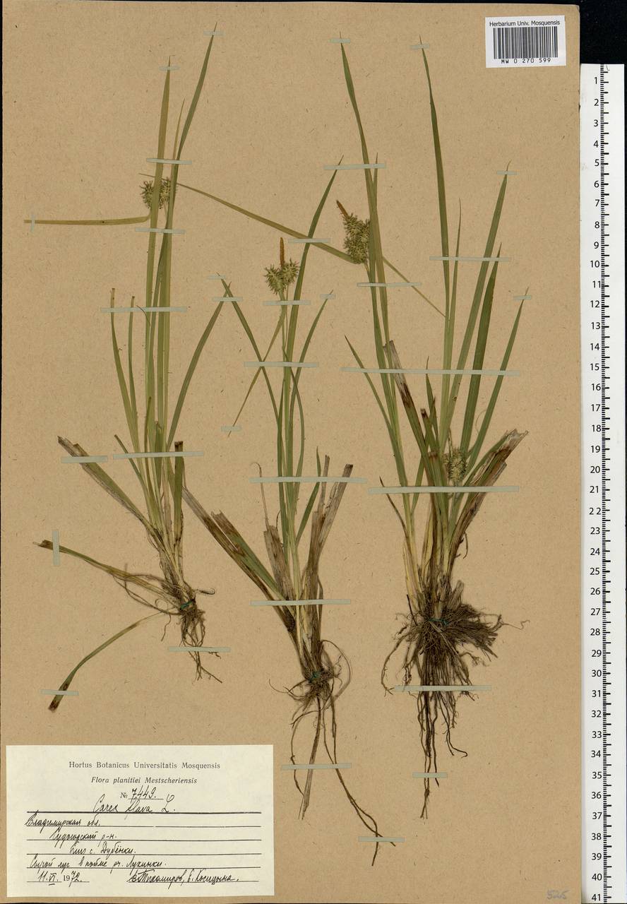 Carex flava L., Eastern Europe, Central region (E4) (Russia)