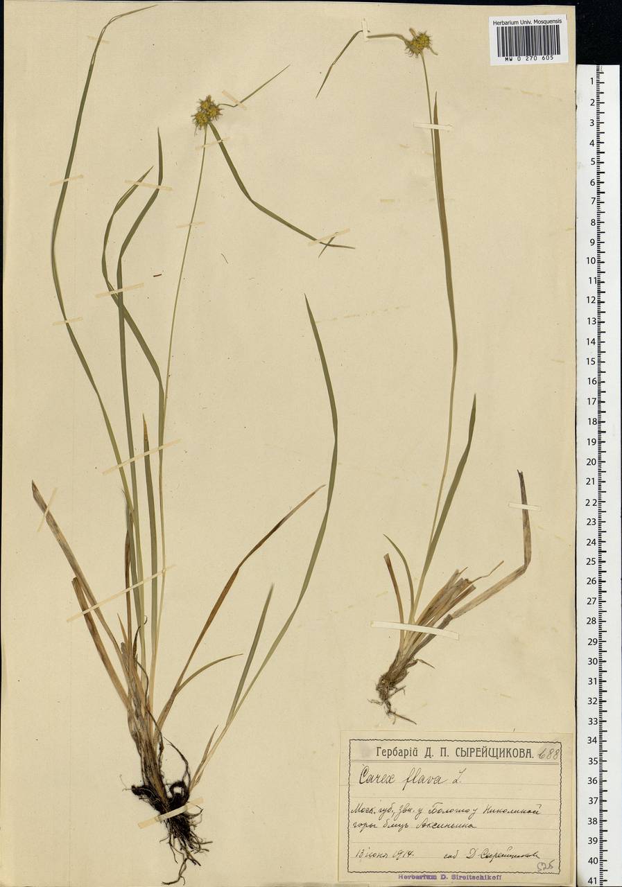 Carex flava L., Eastern Europe, Moscow region (E4a) (Russia)