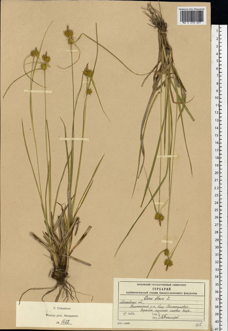 Carex flava L., Eastern Europe, Moscow region (E4a) (Russia)
