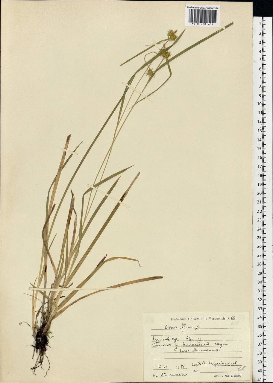 Carex flava L., Eastern Europe, Moscow region (E4a) (Russia)