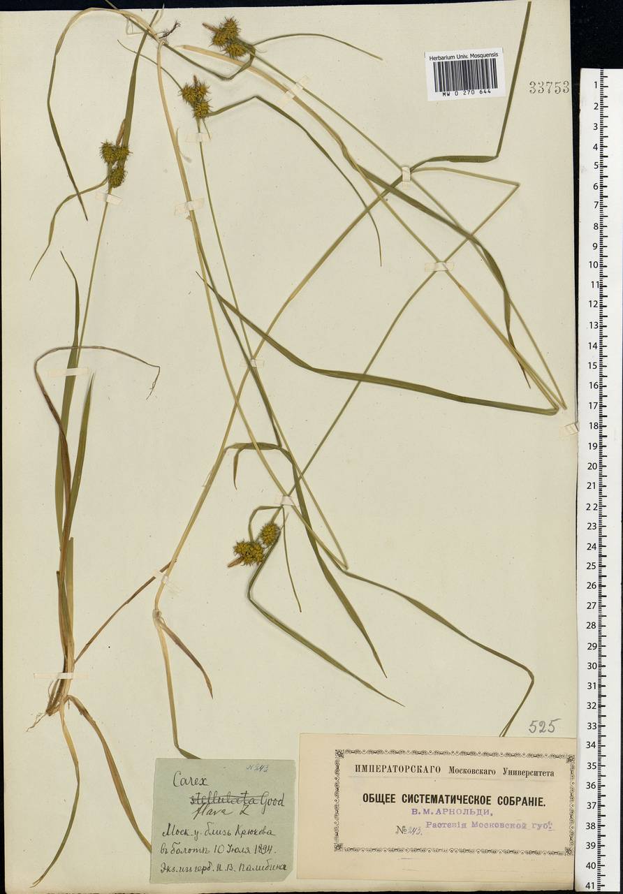 Carex flava L., Eastern Europe, Moscow region (E4a) (Russia)