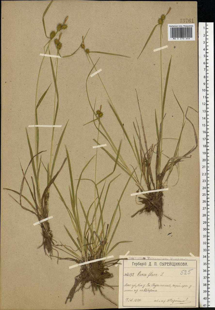 Carex flava L., Eastern Europe, Moscow region (E4a) (Russia)