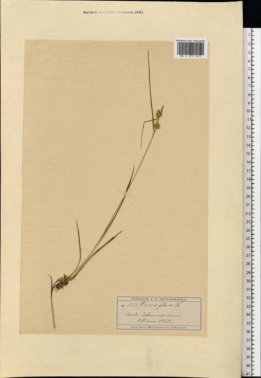 Carex flava L., Eastern Europe, Moscow region (E4a) (Russia)