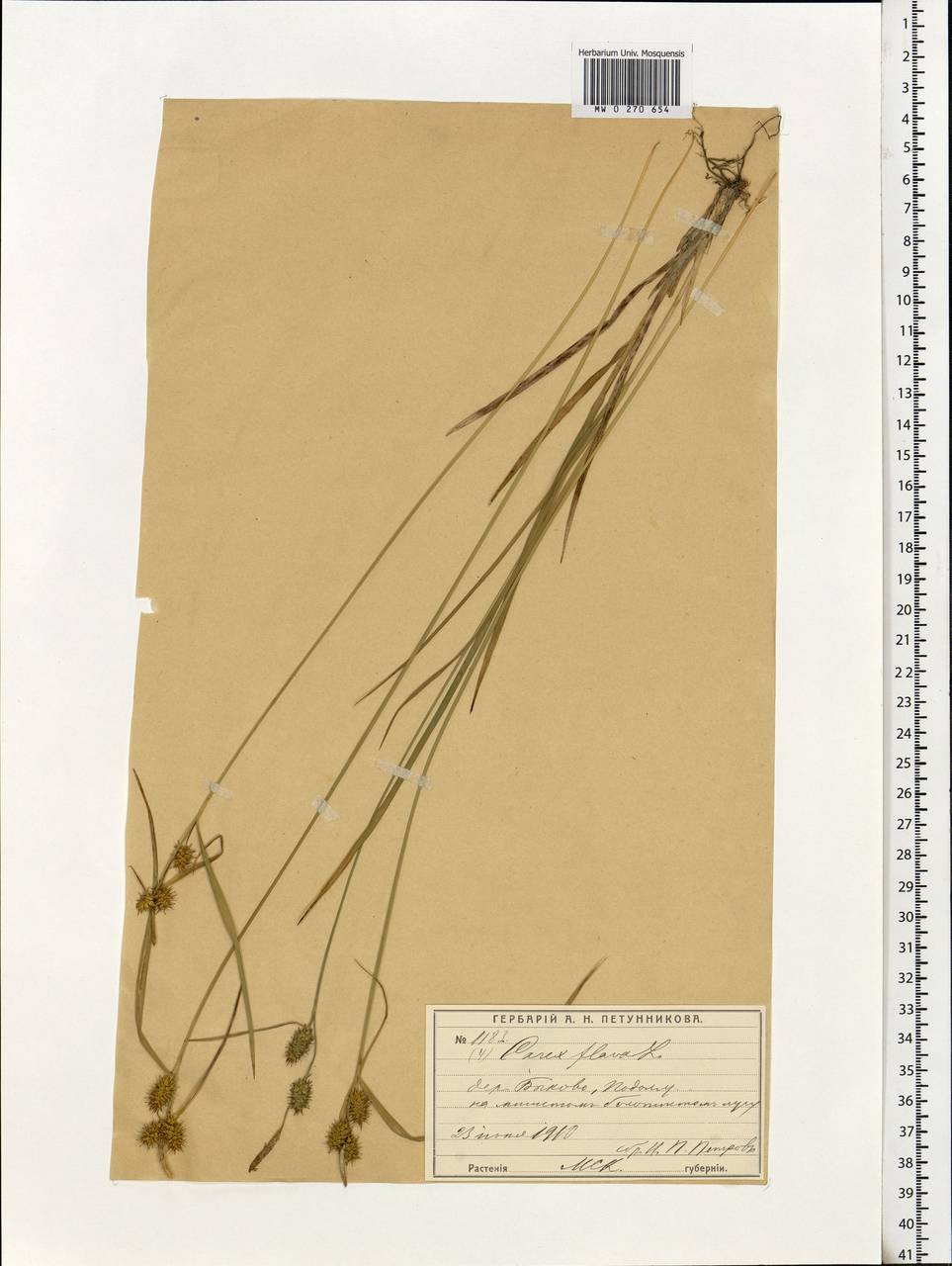 Carex flava L., Eastern Europe, Moscow region (E4a) (Russia)