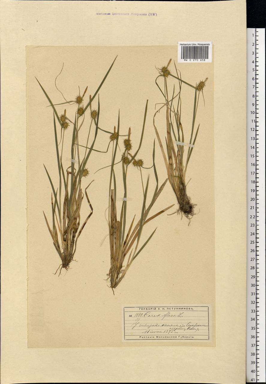 Carex flava L., Eastern Europe, Moscow region (E4a) (Russia)