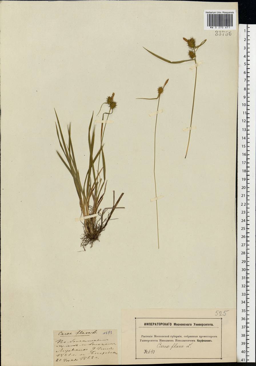Carex flava L., Eastern Europe, Moscow region (E4a) (Russia)