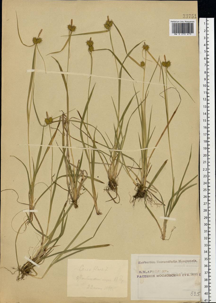 Carex flava L., Eastern Europe, Moscow region (E4a) (Russia)