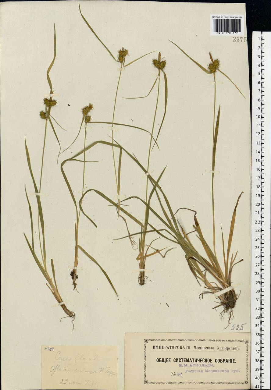 Carex flava L., Eastern Europe, Moscow region (E4a) (Russia)