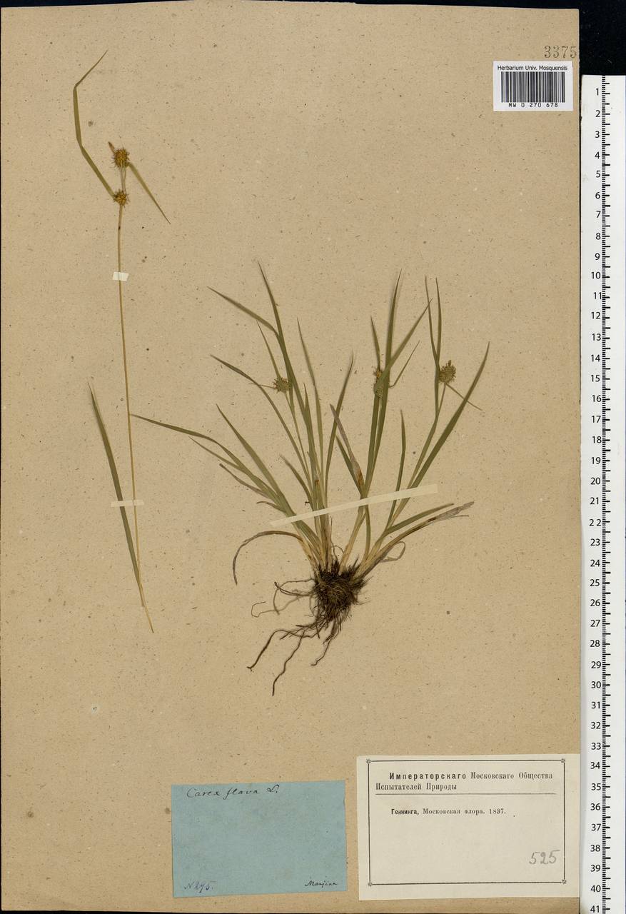 Carex flava L., Eastern Europe, Moscow region (E4a) (Russia)