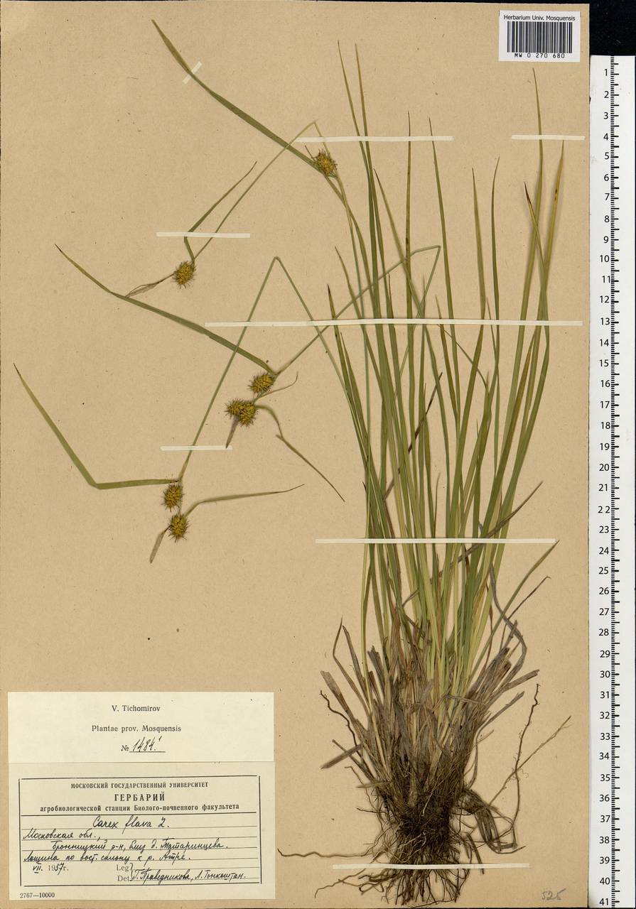 Carex flava L., Eastern Europe, Moscow region (E4a) (Russia)