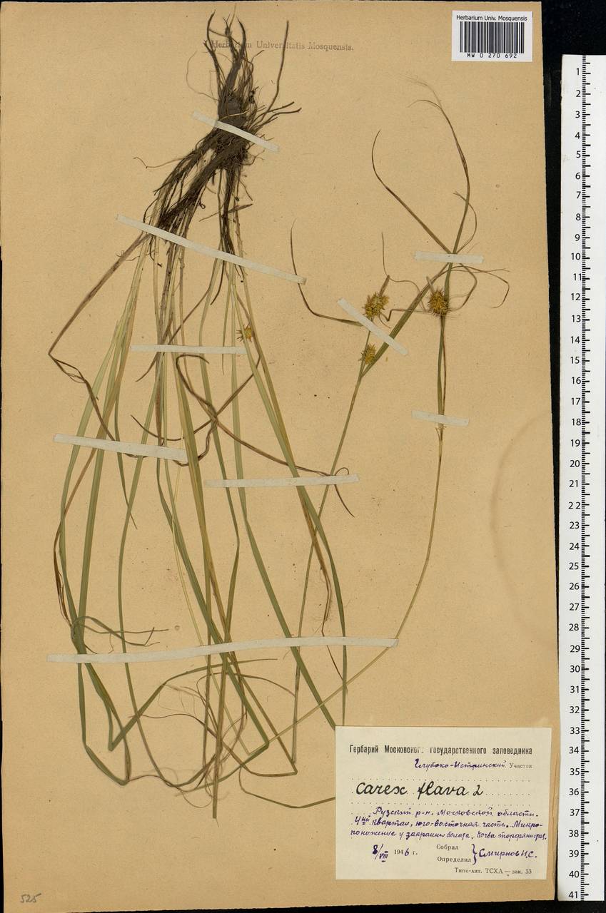 Carex flava L., Eastern Europe, Moscow region (E4a) (Russia)