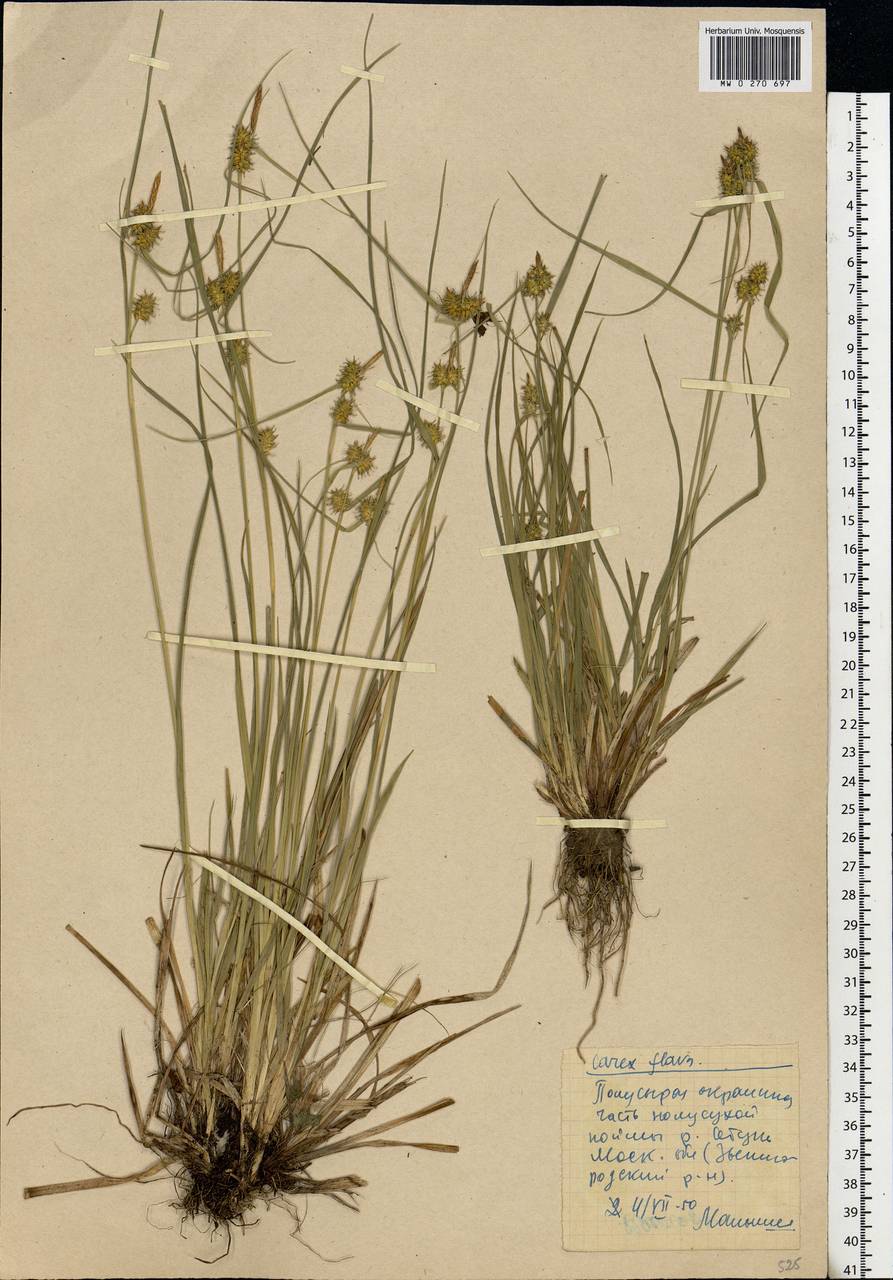 Carex flava L., Eastern Europe, Moscow region (E4a) (Russia)