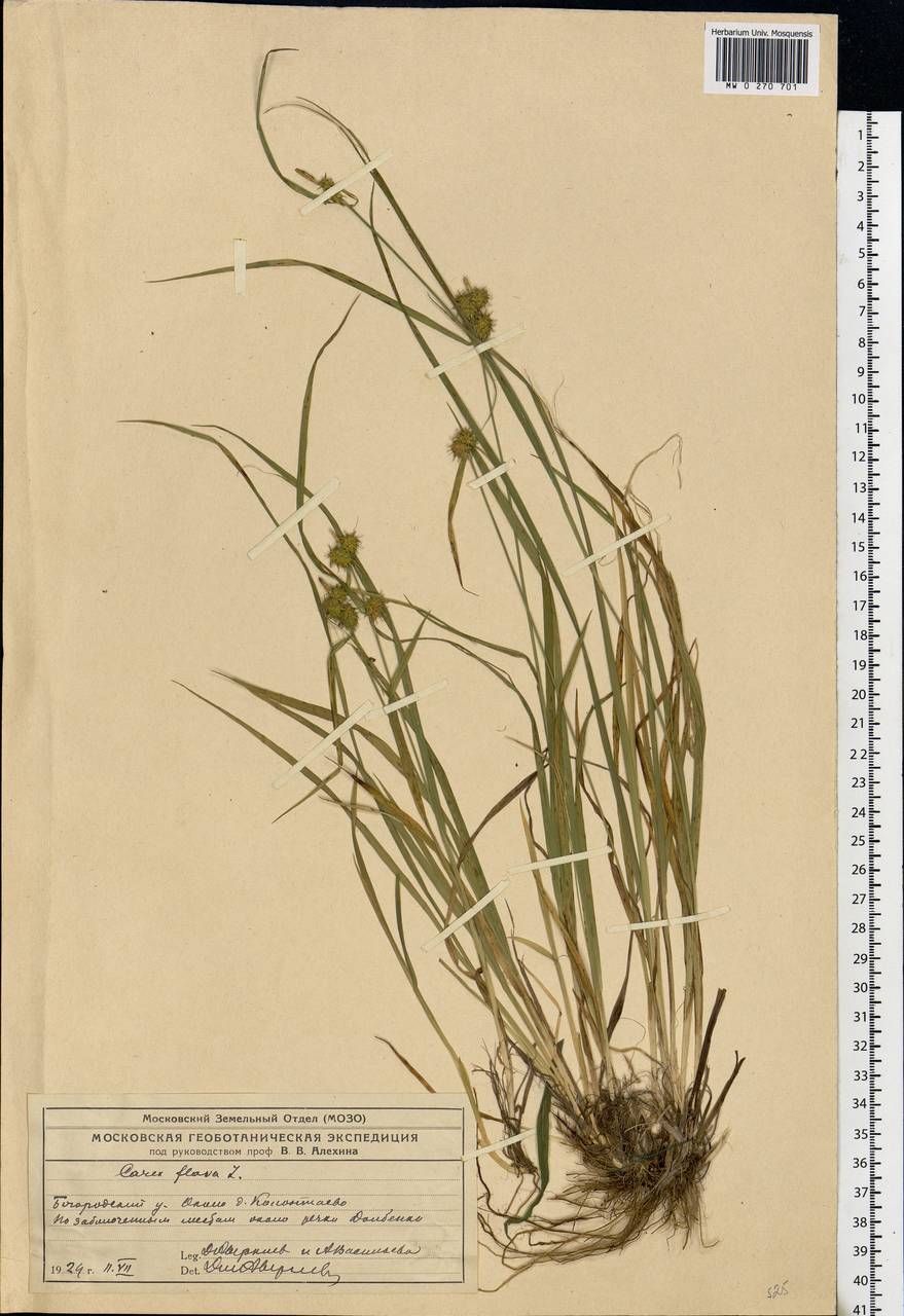 Carex flava L., Eastern Europe, Moscow region (E4a) (Russia)