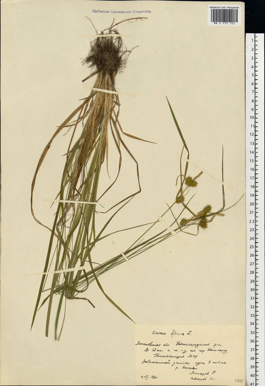 Carex flava L., Eastern Europe, Moscow region (E4a) (Russia)