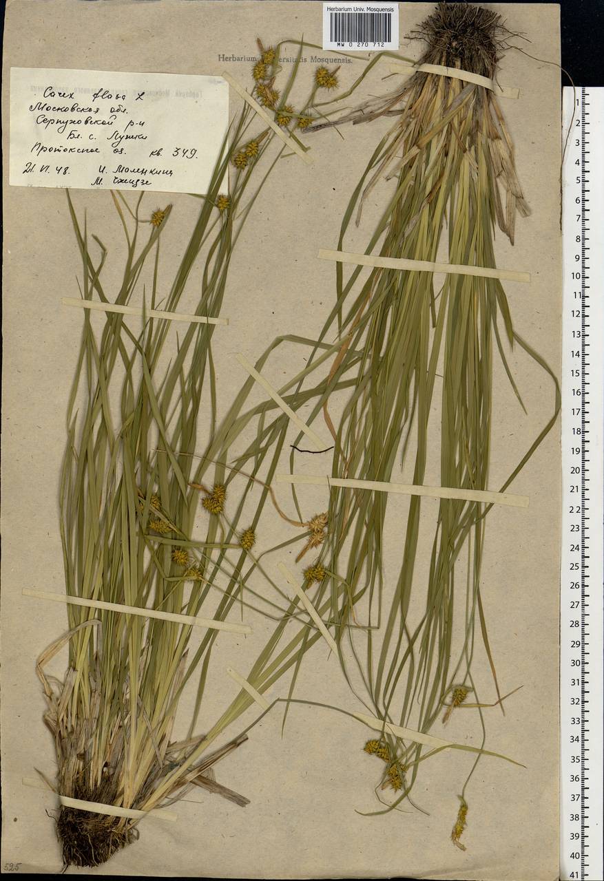 Carex flava L., Eastern Europe, Moscow region (E4a) (Russia)