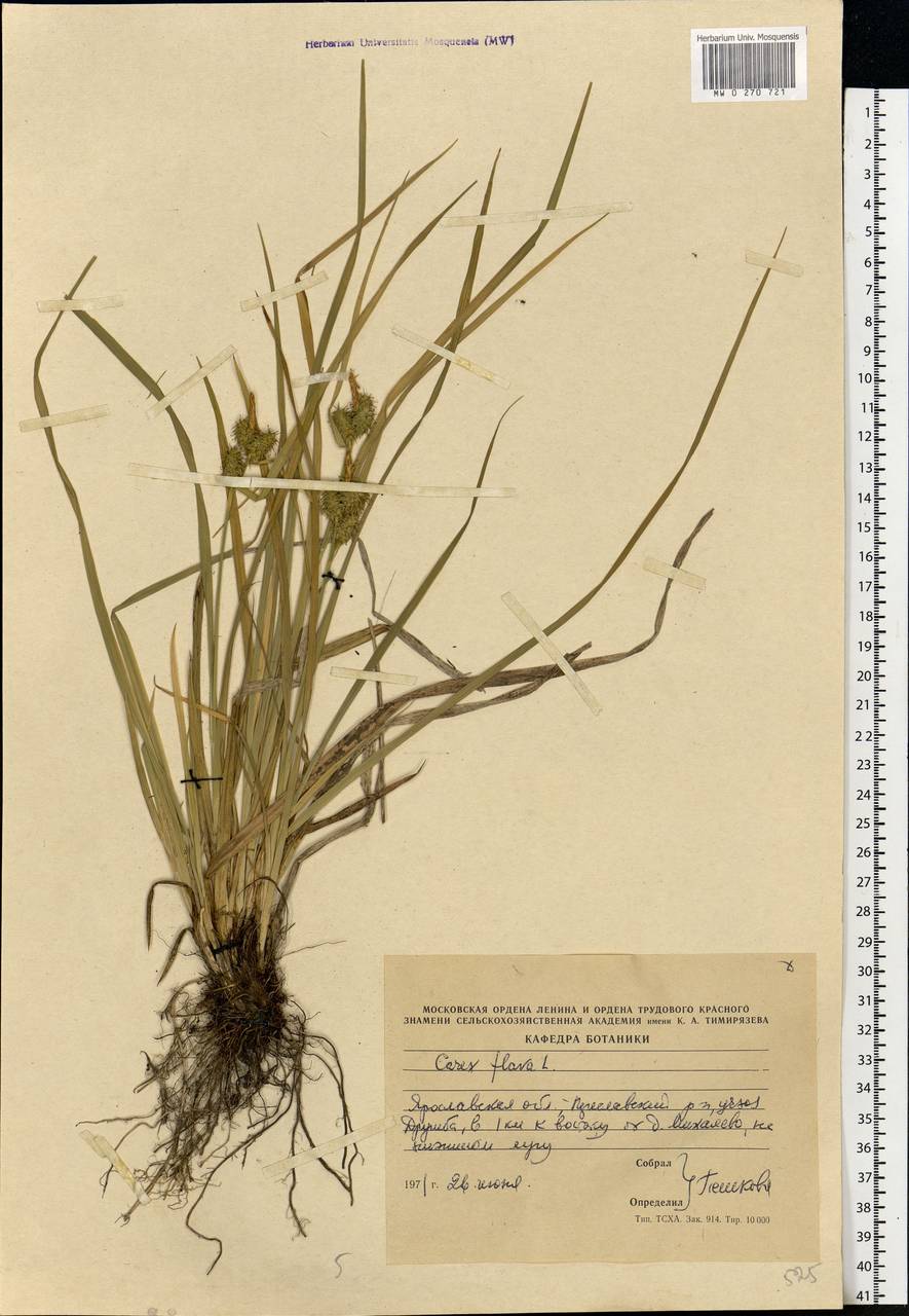 Carex flava L., Eastern Europe, Central forest region (E5) (Russia)