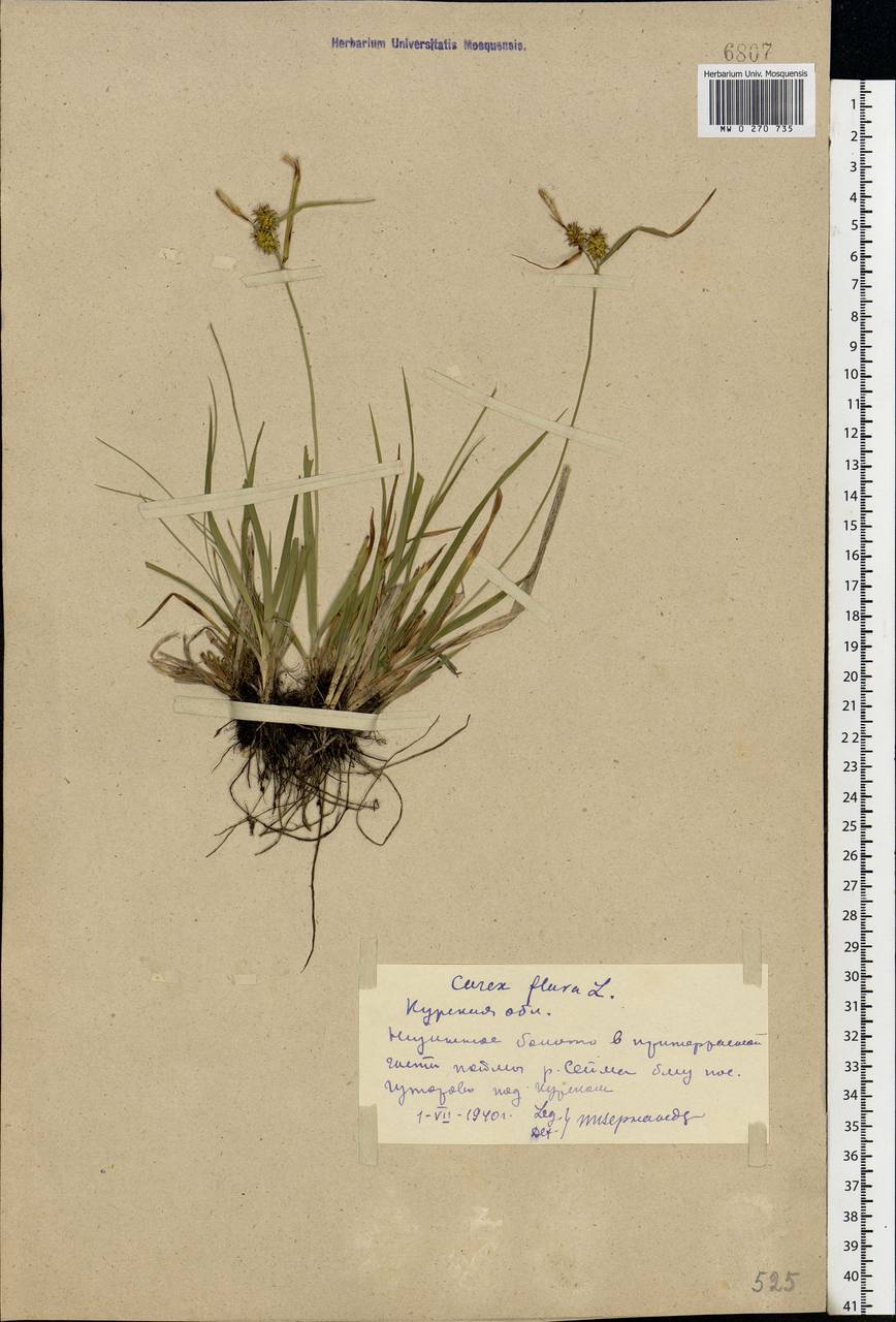 Carex flava L., Eastern Europe, Central forest-and-steppe region (E6) (Russia)