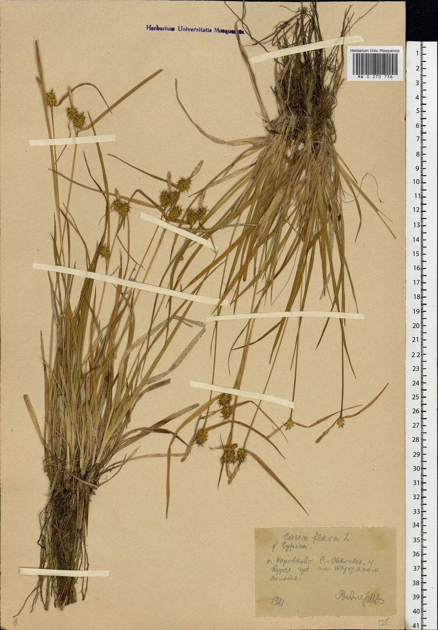 Carex flava L., Eastern Europe, Central forest-and-steppe region (E6) (Russia)