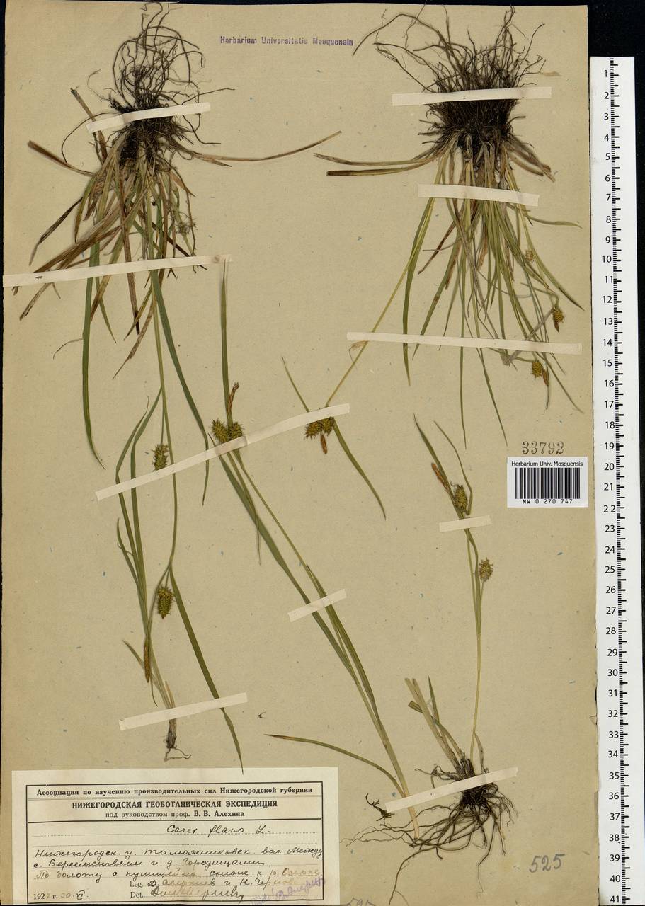 Carex flava L., Eastern Europe, Volga-Kama region (E7) (Russia)