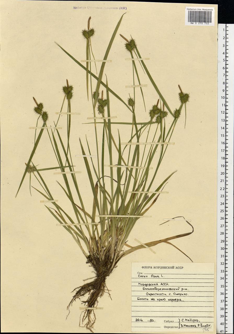 Carex flava L., Eastern Europe, Middle Volga region (E8) (Russia)