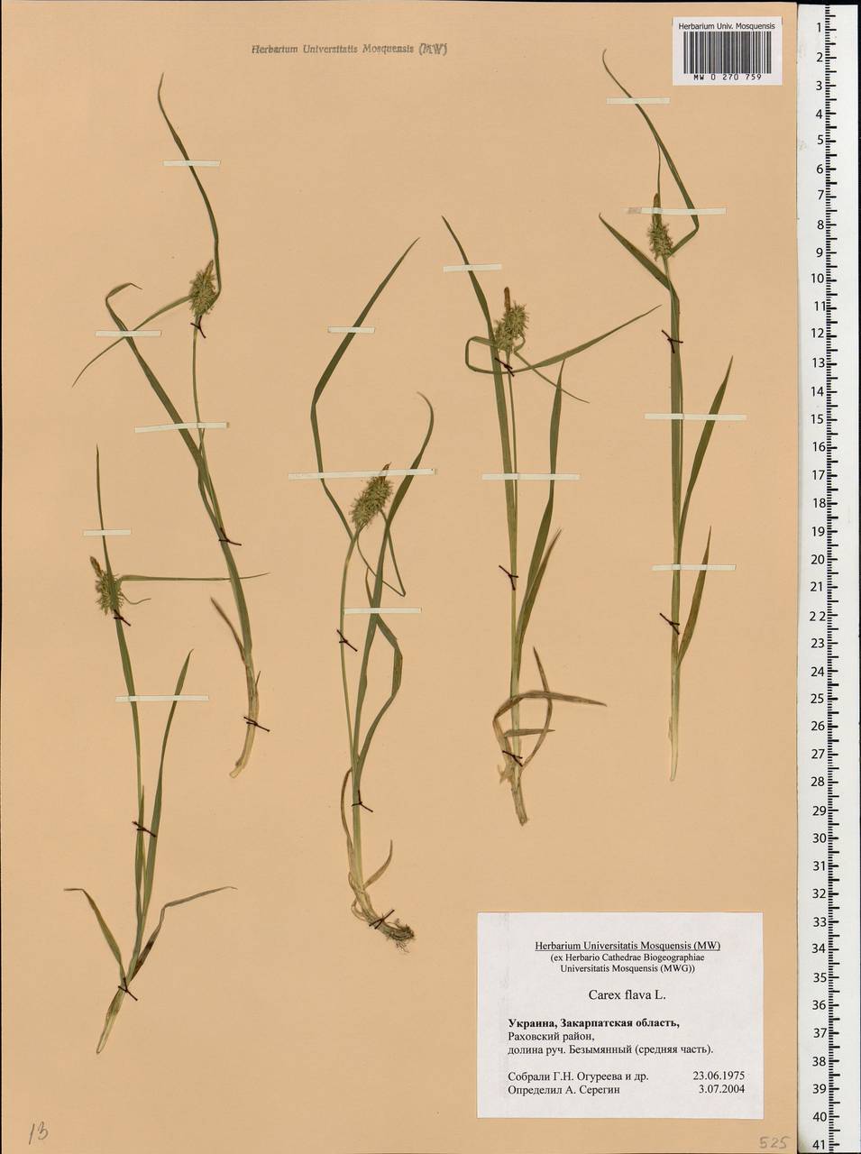 Carex flava L., Eastern Europe, West Ukrainian region (E13) (Ukraine)