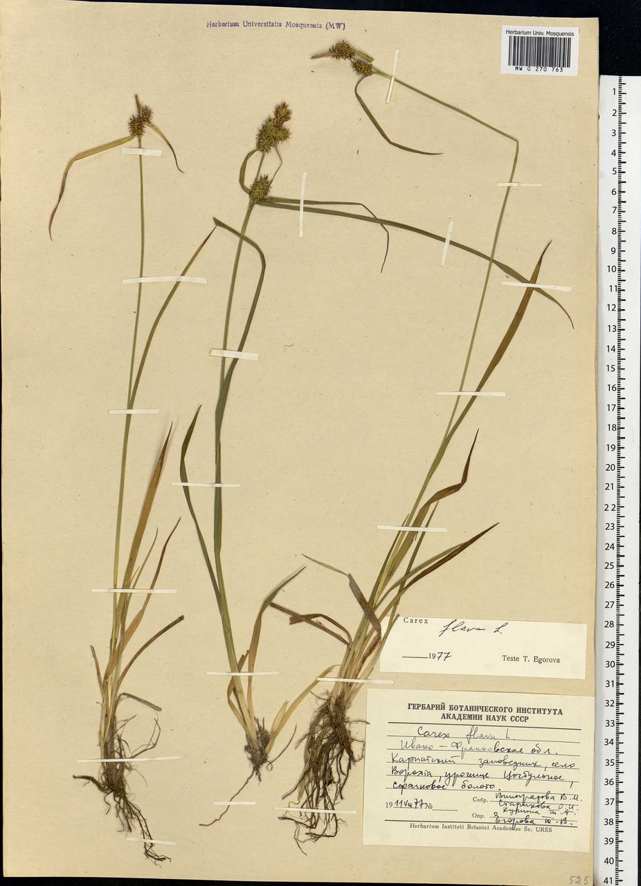 Carex flava L., Eastern Europe, West Ukrainian region (E13) (Ukraine)