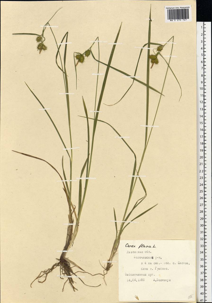 Carex flava L., Eastern Europe, West Ukrainian region (E13) (Ukraine)
