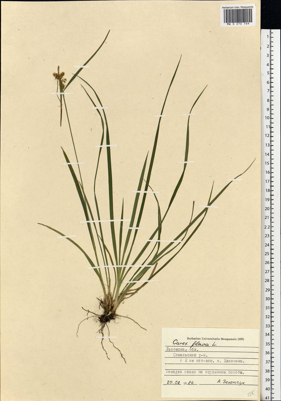 Carex flava L., Eastern Europe, West Ukrainian region (E13) (Ukraine)