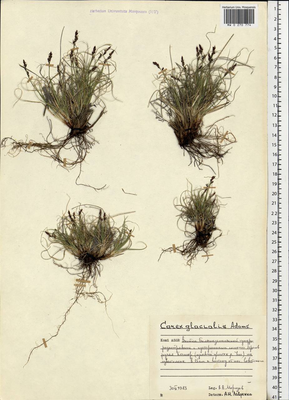 Carex glacialis Mack., Eastern Europe, Northern region (E1) (Russia)