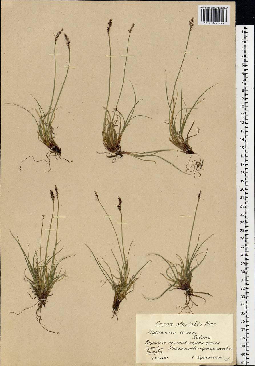 Carex glacialis Mack., Eastern Europe, Northern region (E1) (Russia)