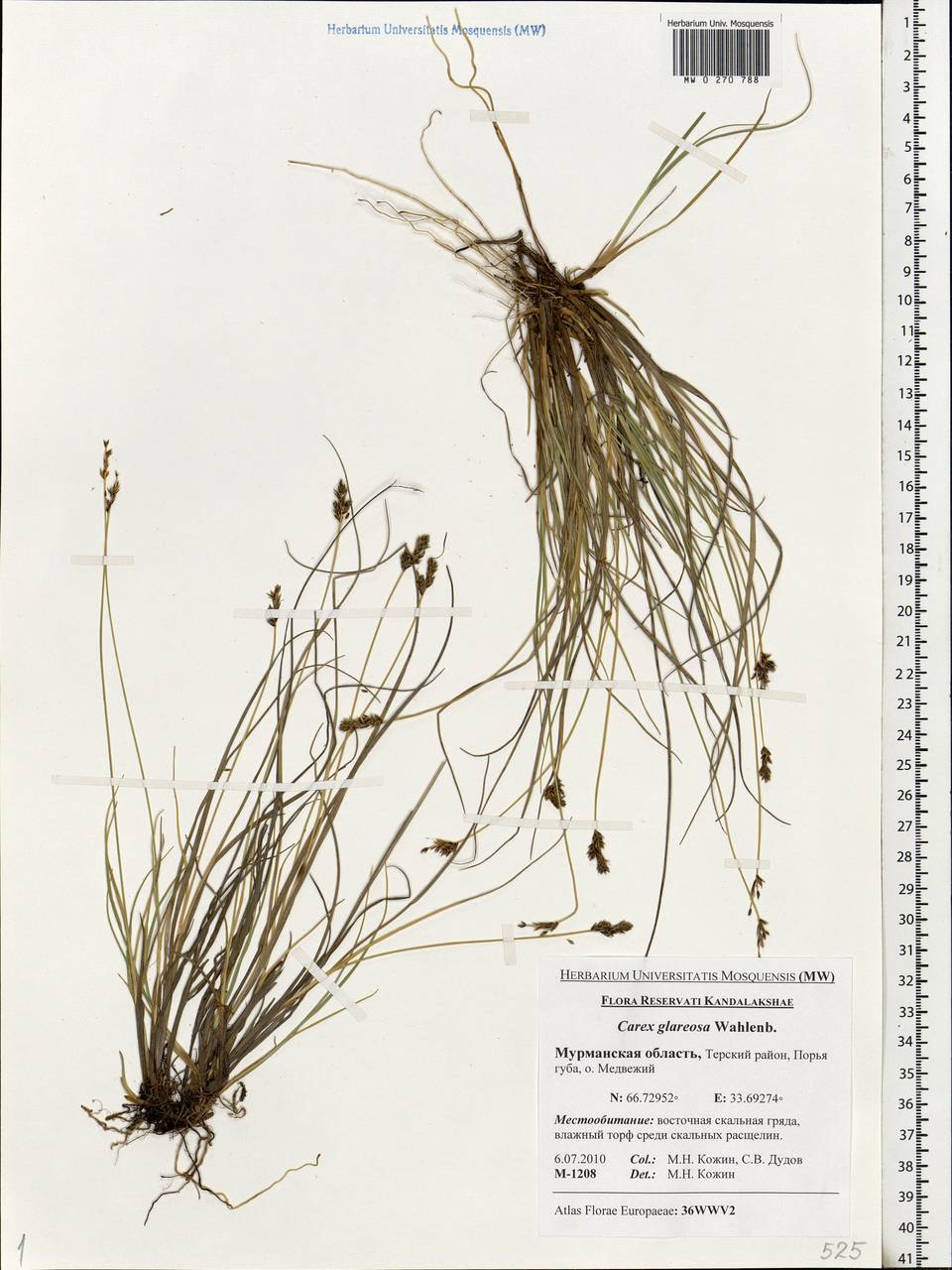 Carex glareosa Schkuhr ex Wahlenb., Eastern Europe, Northern region (E1) (Russia)