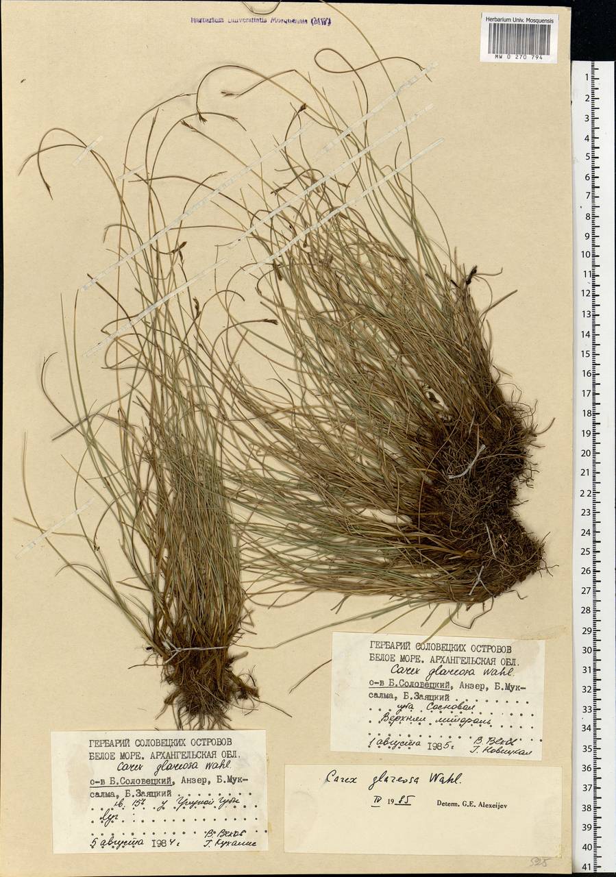 Carex glareosa Schkuhr ex Wahlenb., Eastern Europe, Northern region (E1) (Russia)