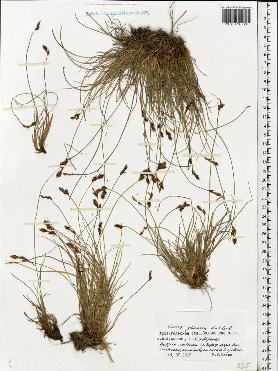Carex glareosa Schkuhr ex Wahlenb., Eastern Europe, Northern region (E1) (Russia)