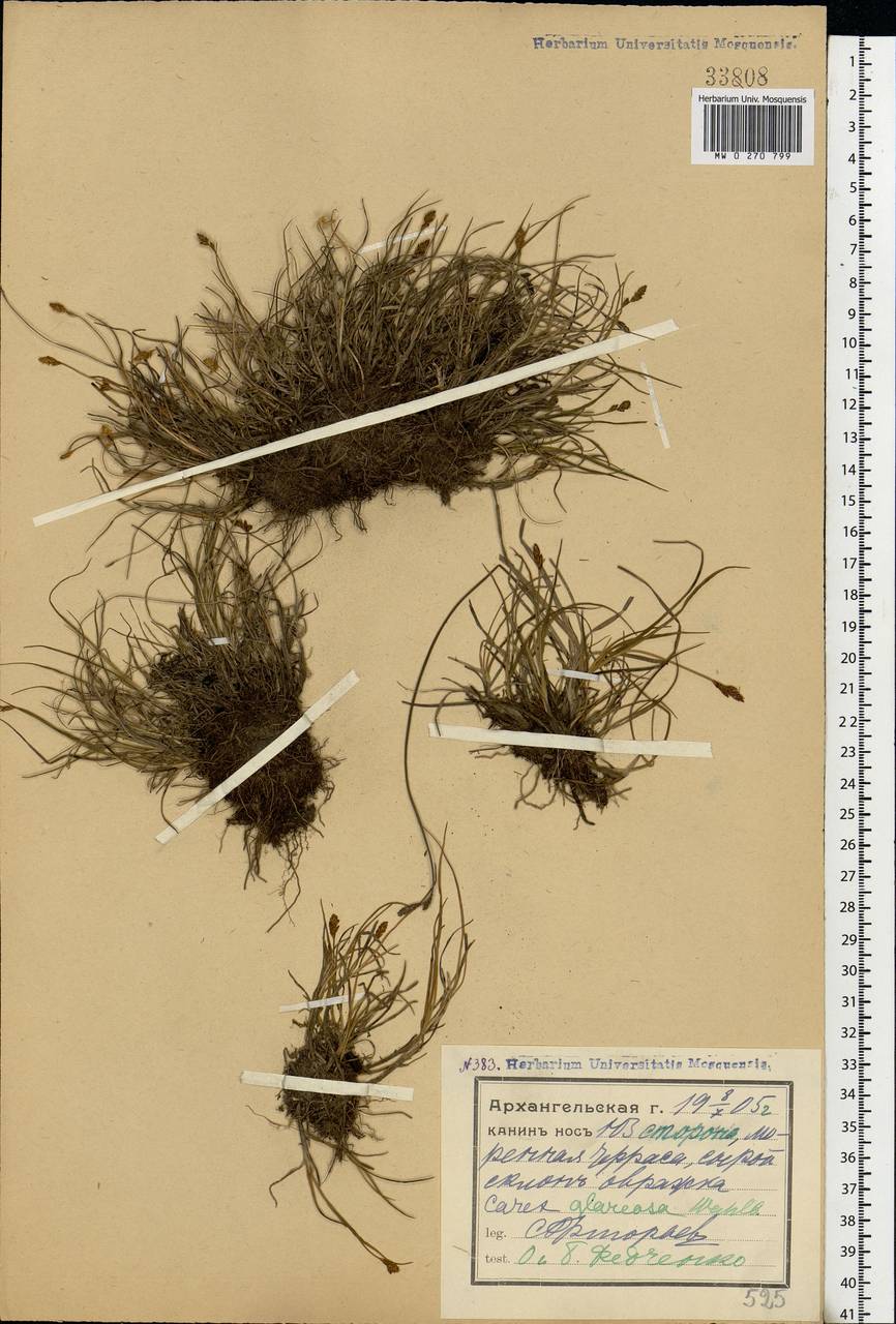 Carex glareosa Schkuhr ex Wahlenb., Eastern Europe, Northern region (E1) (Russia)