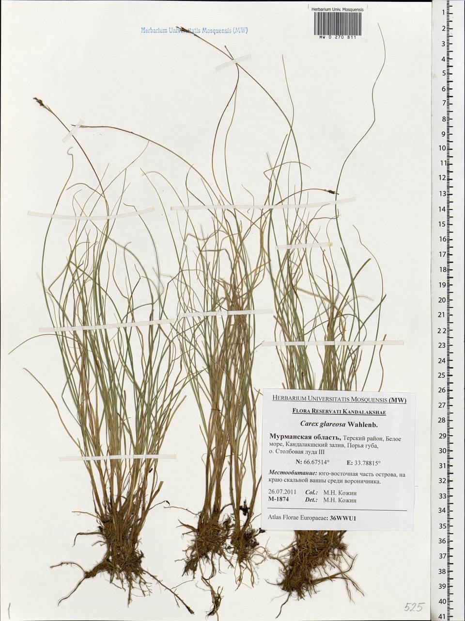 Carex glareosa Schkuhr ex Wahlenb., Eastern Europe, Northern region (E1) (Russia)