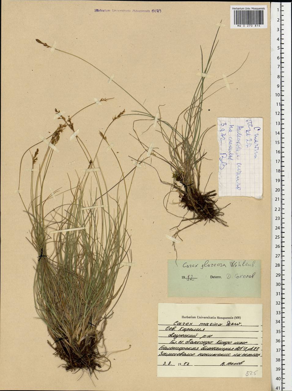 Carex glareosa Schkuhr ex Wahlenb., Eastern Europe, Northern region (E1) (Russia)