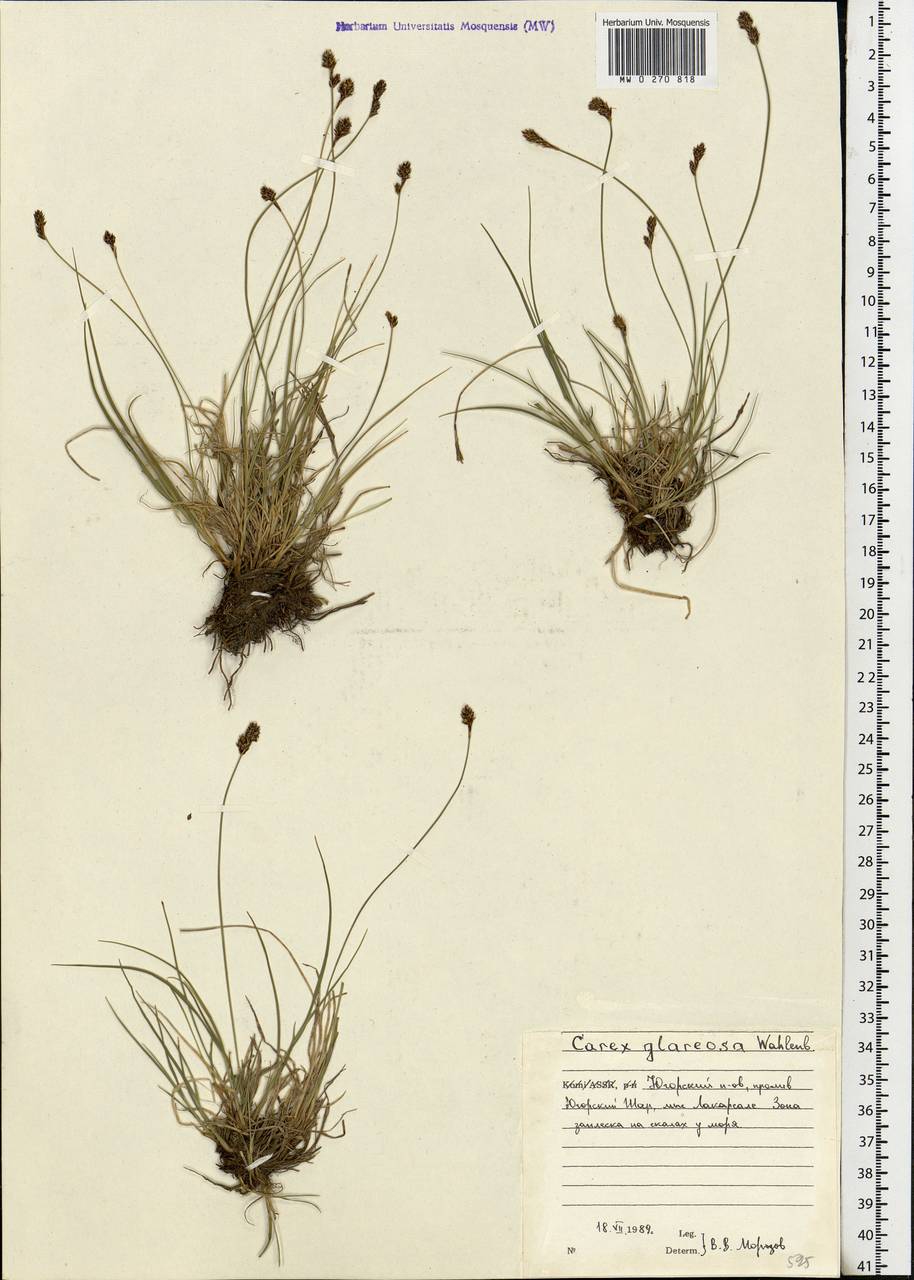 Carex glareosa Schkuhr ex Wahlenb., Eastern Europe, Northern region (E1) (Russia)