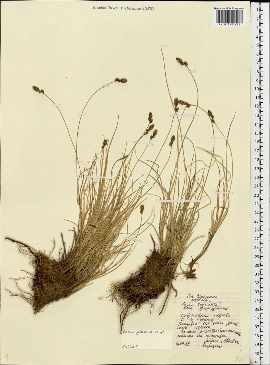 Carex glareosa Schkuhr ex Wahlenb., Eastern Europe, Northern region (E1) (Russia)