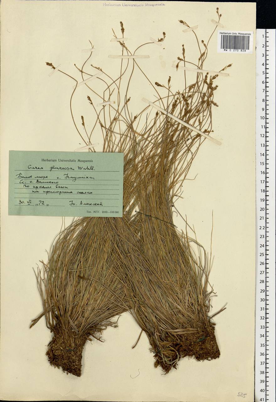 Carex glareosa Schkuhr ex Wahlenb., Eastern Europe, Northern region (E1) (Russia)