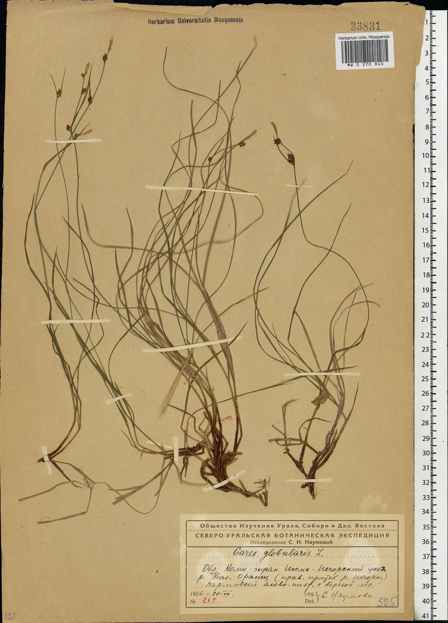 Carex globularis L., Eastern Europe, Northern region (E1) (Russia)