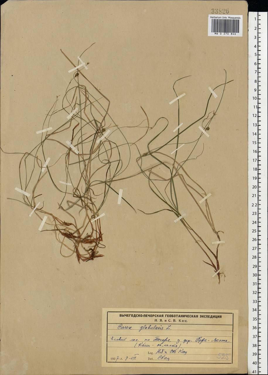 Carex globularis L., Eastern Europe, Northern region (E1) (Russia)