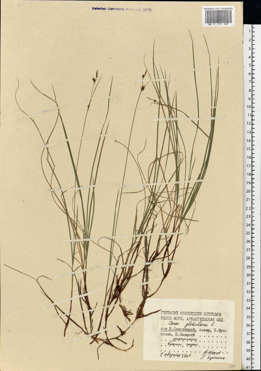 Carex globularis L., Eastern Europe, Northern region (E1) (Russia)