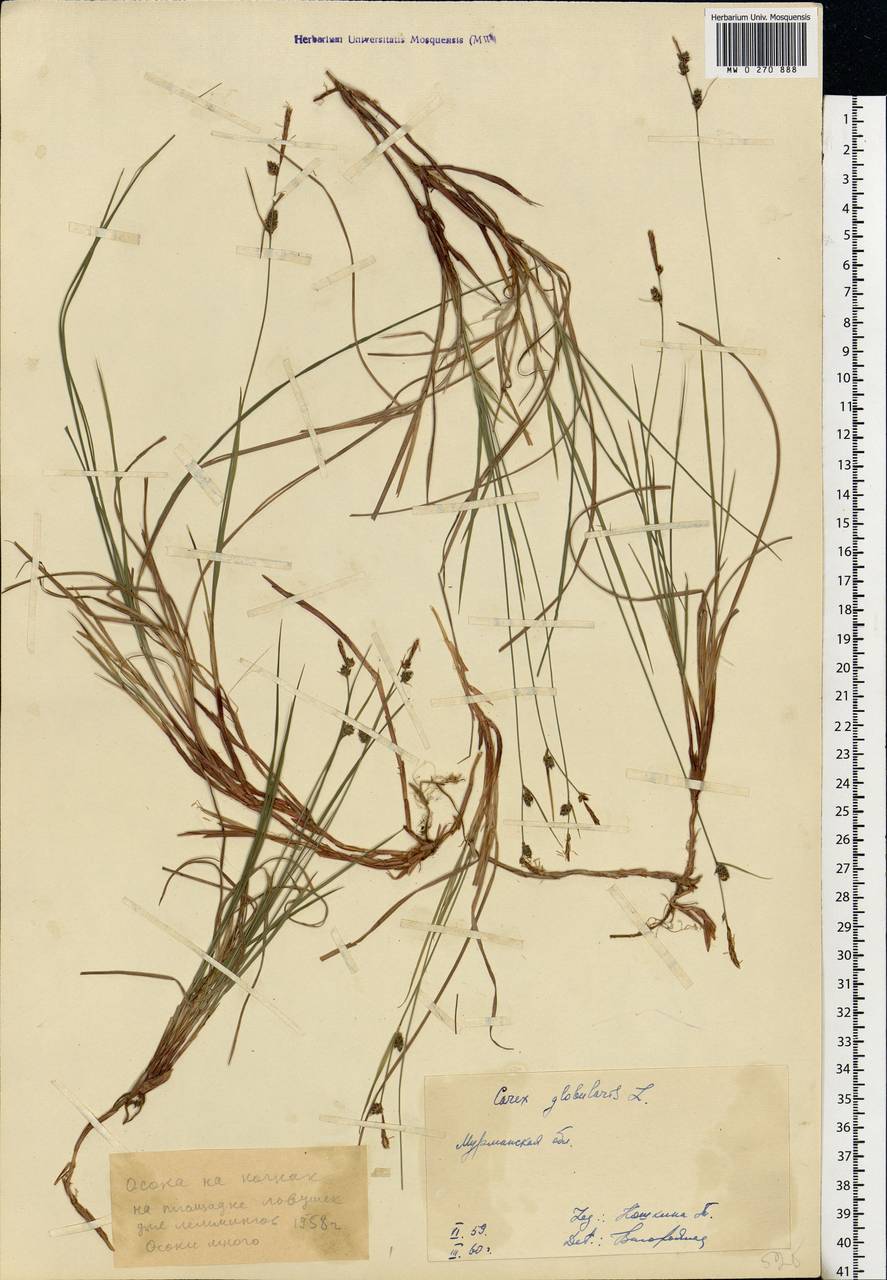 Carex globularis L., Eastern Europe, Northern region (E1) (Russia)