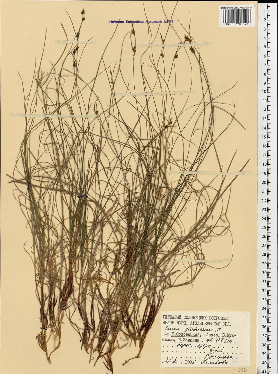 Carex globularis L., Eastern Europe, Northern region (E1) (Russia)