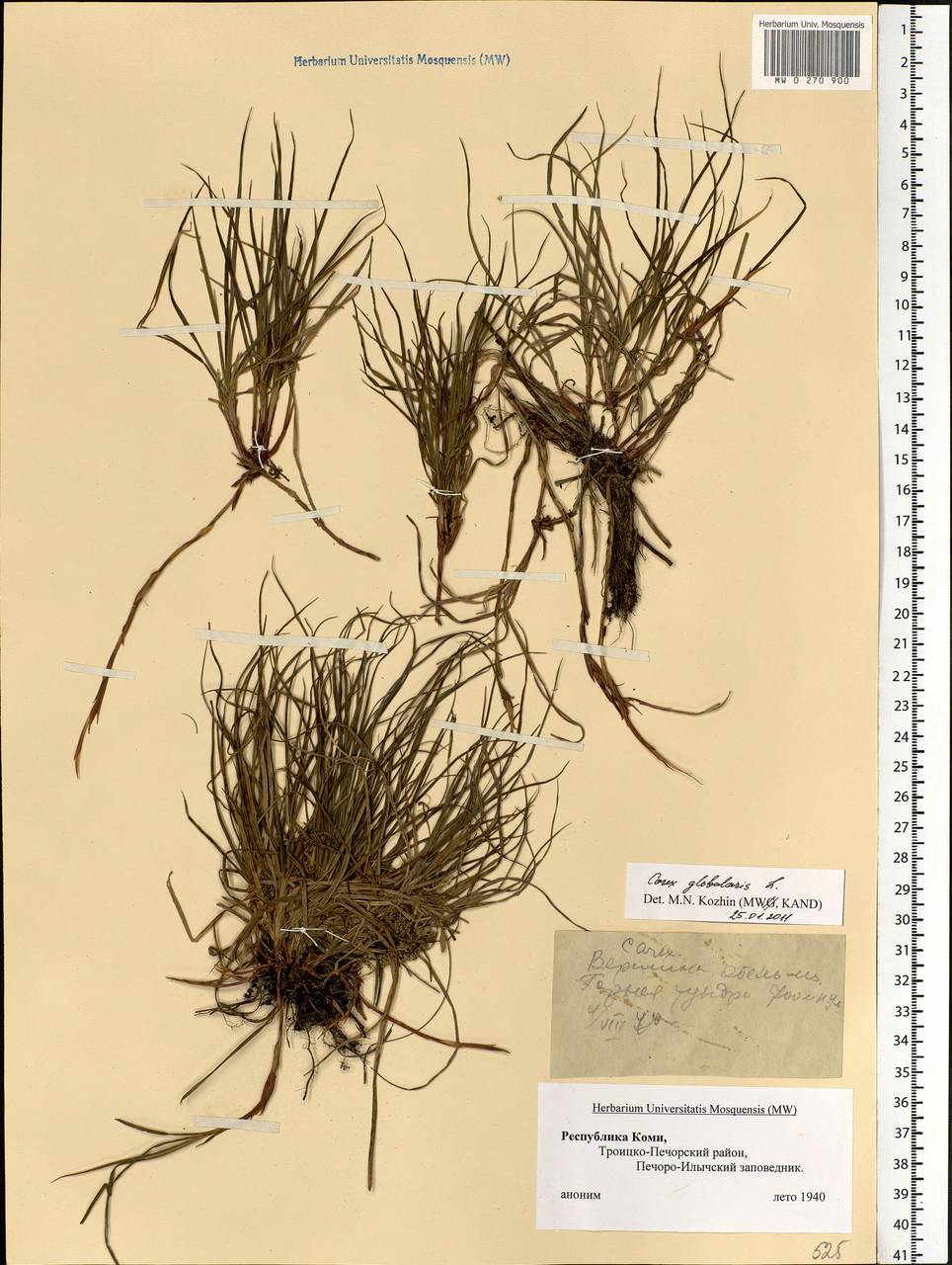 Carex globularis L., Eastern Europe, Northern region (E1) (Russia)