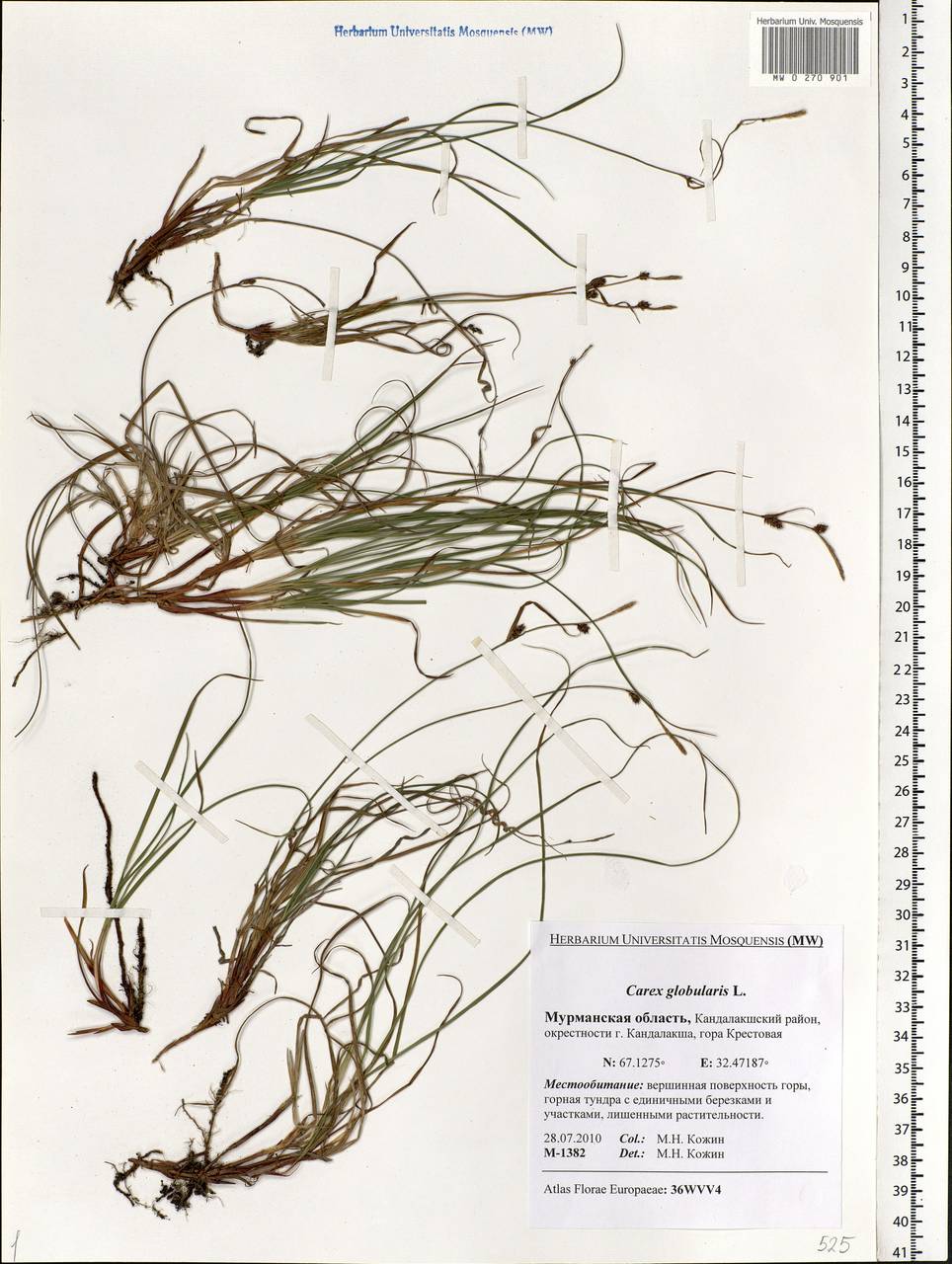 Carex globularis L., Eastern Europe, Northern region (E1) (Russia)