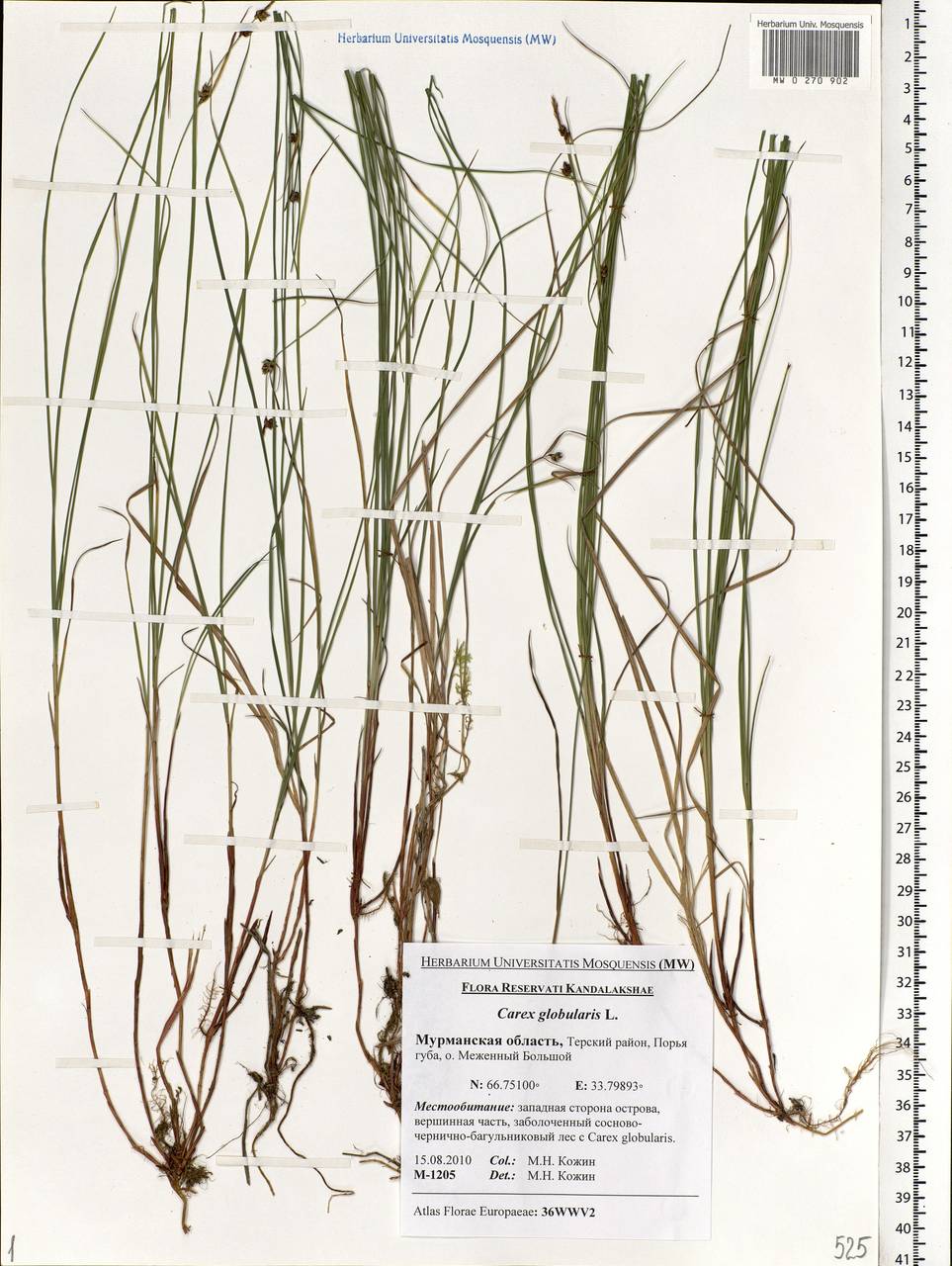 Carex globularis L., Eastern Europe, Northern region (E1) (Russia)